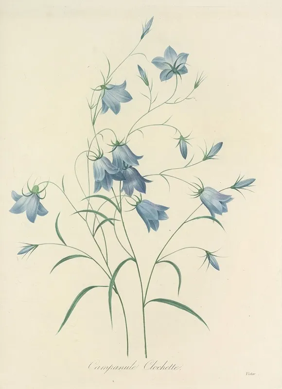 Choix Des Plus Belles Fleurs Pl 020