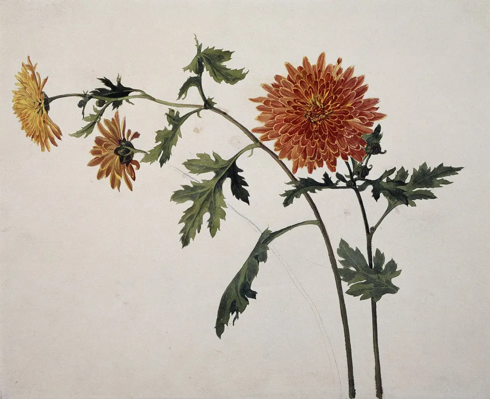 Chrysanthemums 13