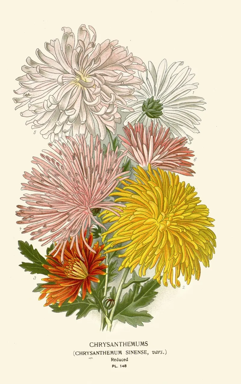 Chrysanthemums 14 by Edward Step - Canvas Print