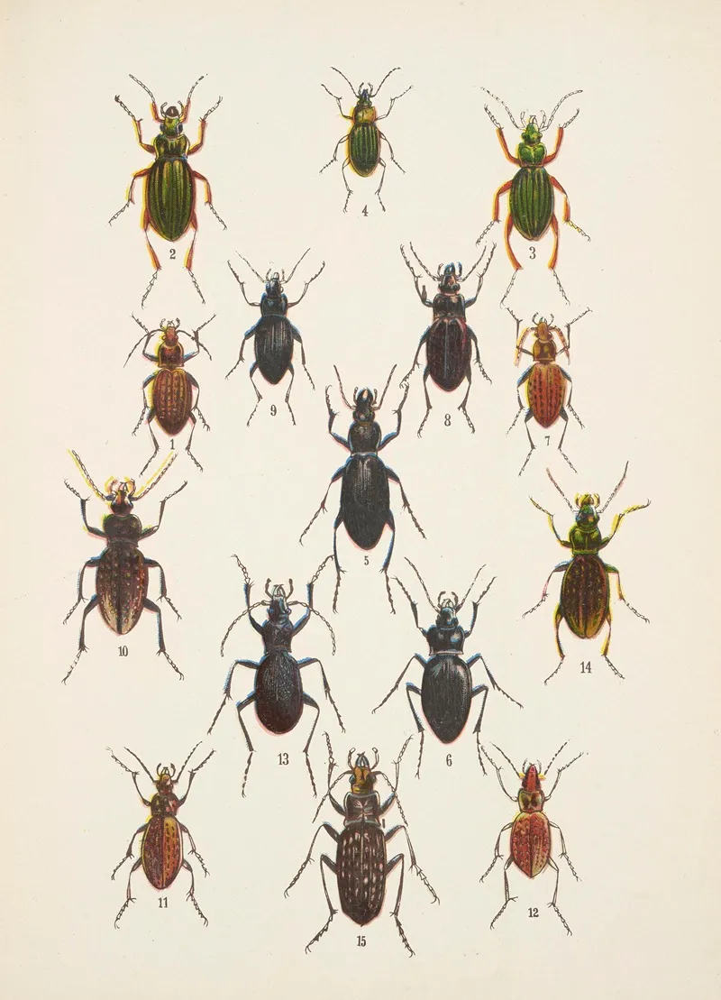 Chrzaszcze Beetles Pl 02
