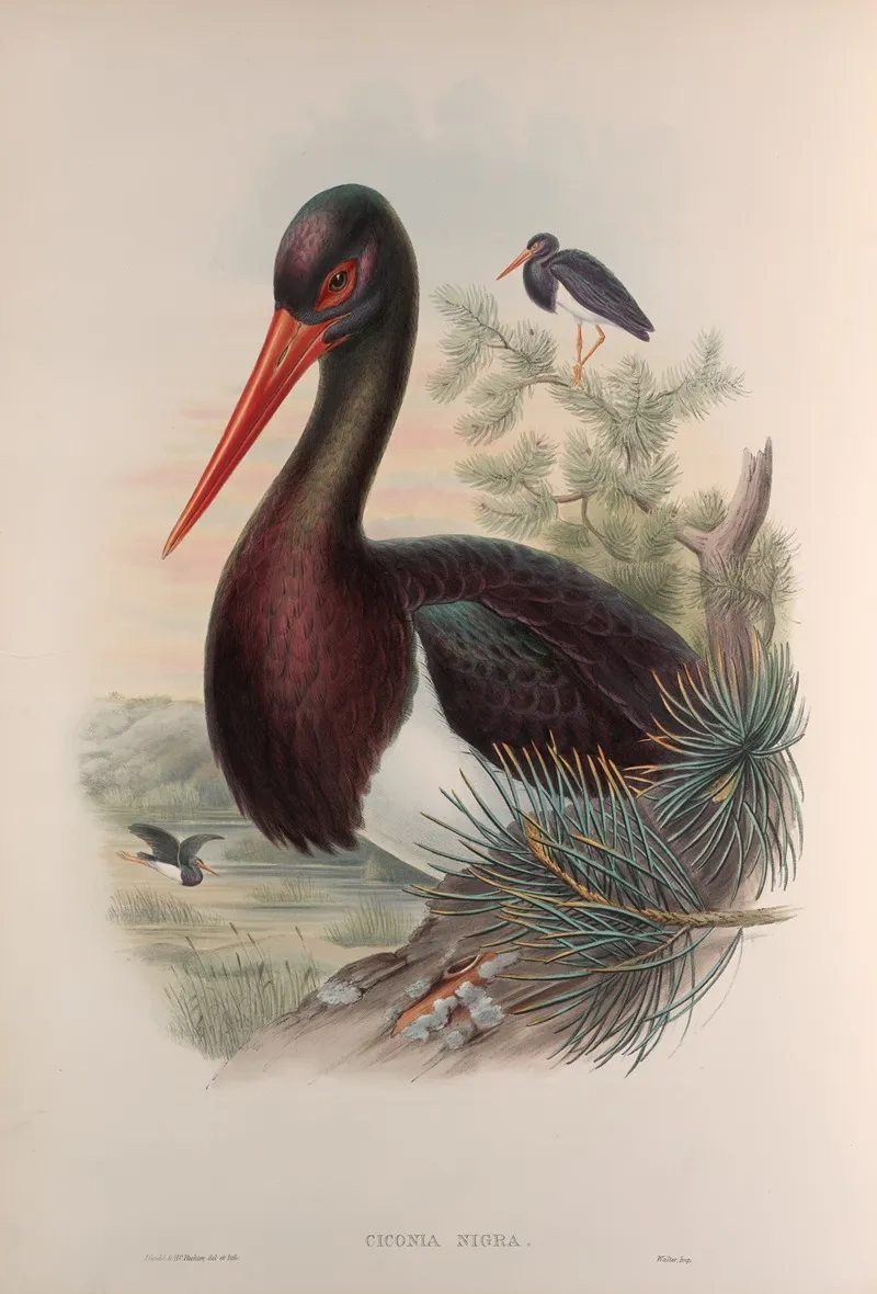 Ciconia Nigra Black Stork