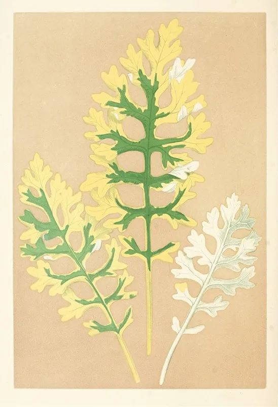 Cineraria Maritima Fairbairnianum