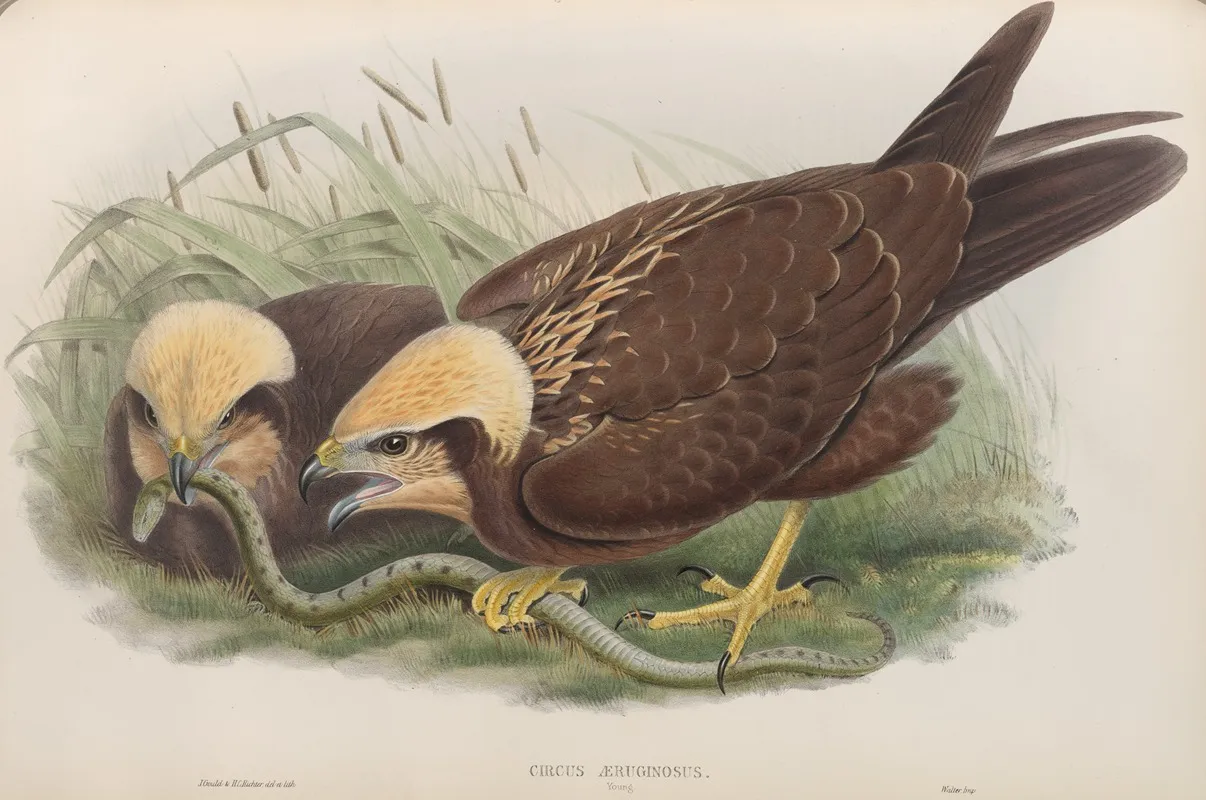 Circus Aeruginosus Young Marsh Harrier by John Gould - Canvas Print