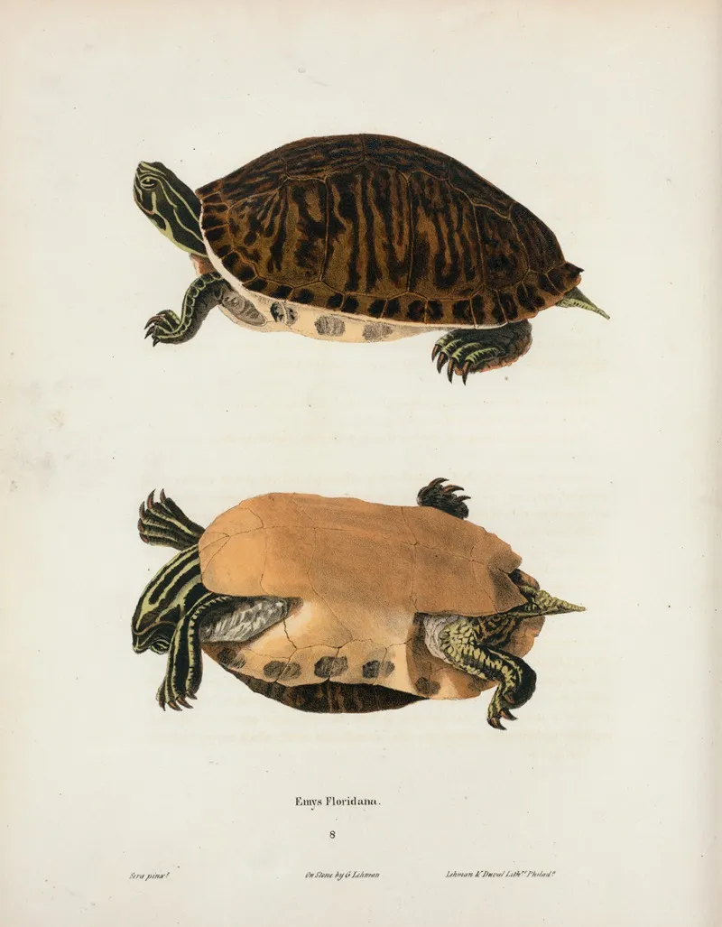 Cistuda Blandingii by John Edwards Holbrook - Canvas Print