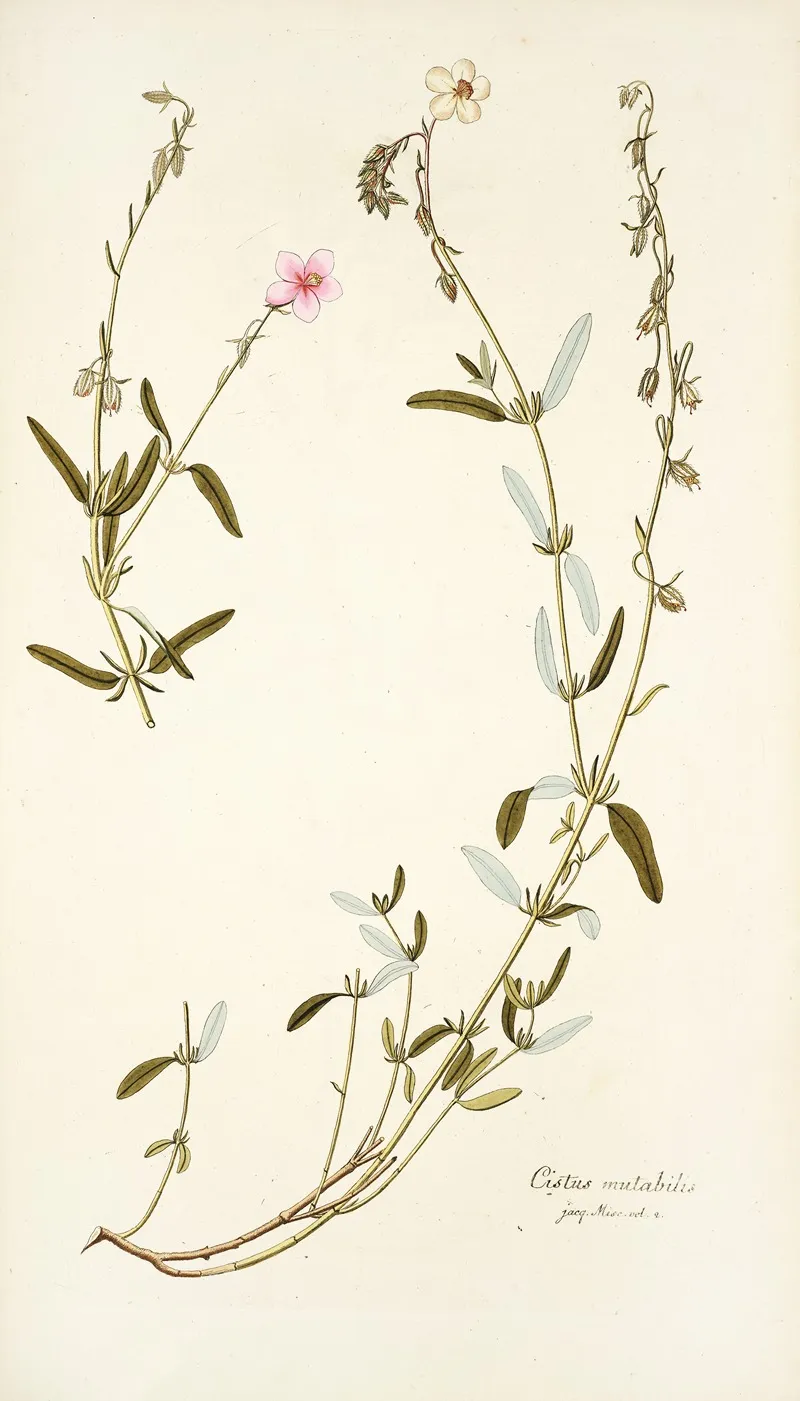 Cistus Mutabilis