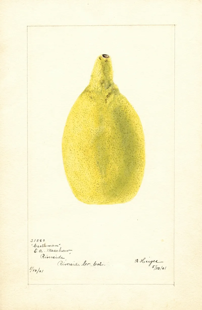 Citrus Aurantiifolia Castleman by Bertha Heiges - Canvas Print