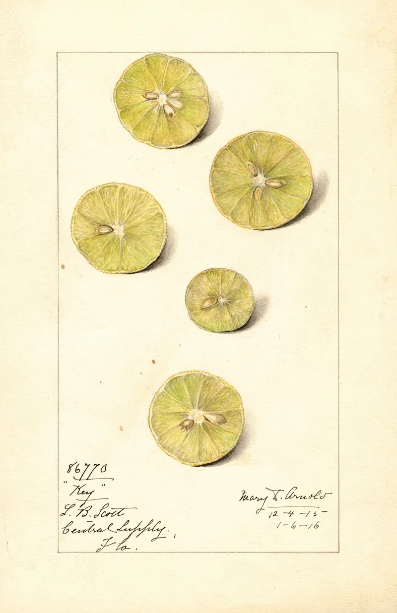 Citrus Aurantiifolia Key