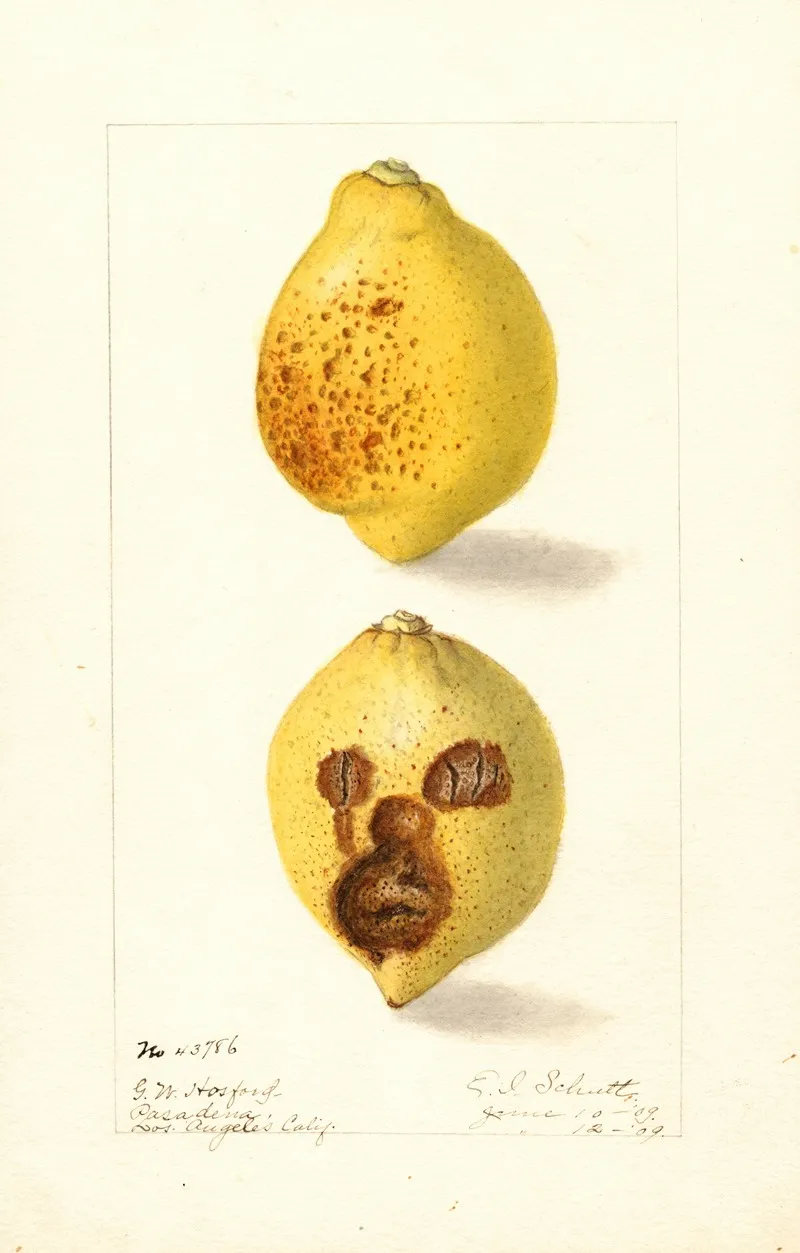 Citrus Limon 10 by Ellen Isham Schutt - Canvas Print