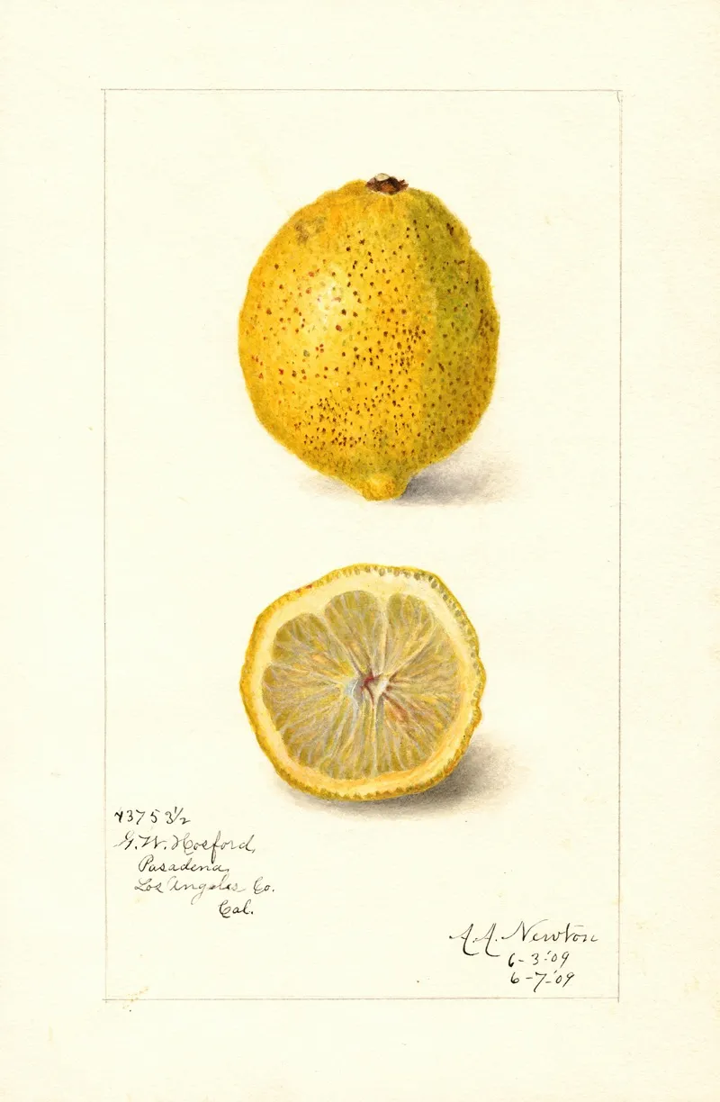 Citrus Limon 4