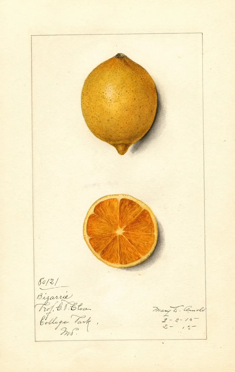 Citrus Limon Bizarrie