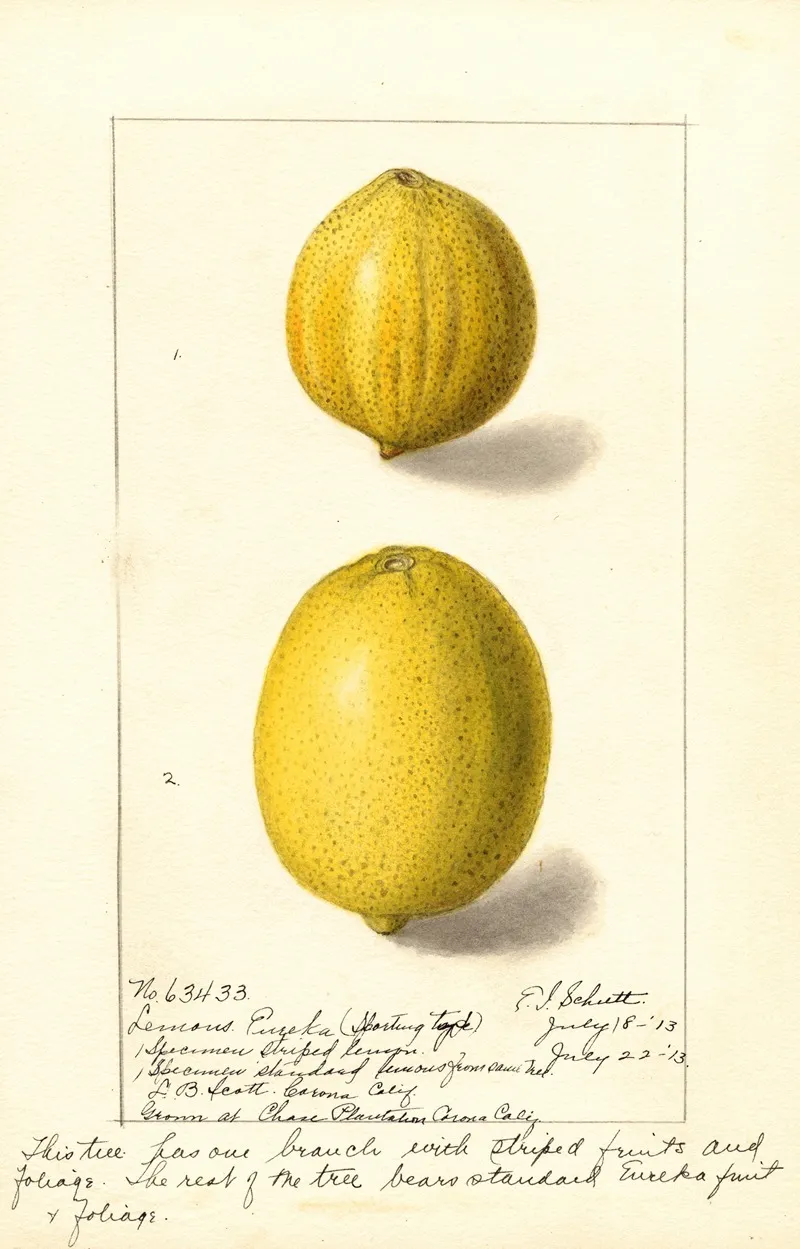 Citrus Limon Eureka 3 by Ellen Isham Schutt - Canvas Print