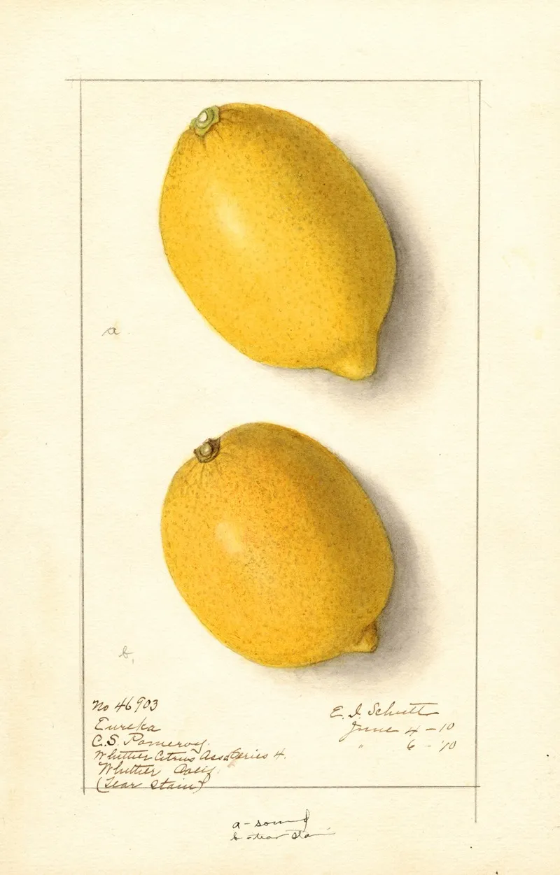 Citrus Limon Eureka 5