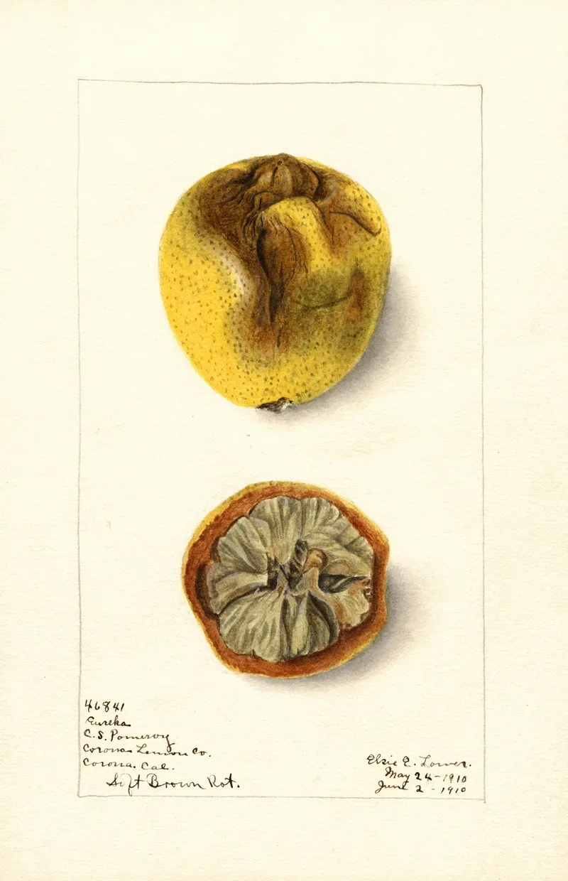Citrus Limon Eureka