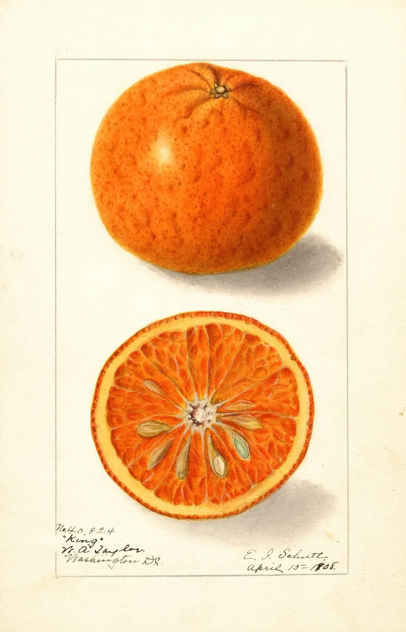 Citrus Nobilis King 5