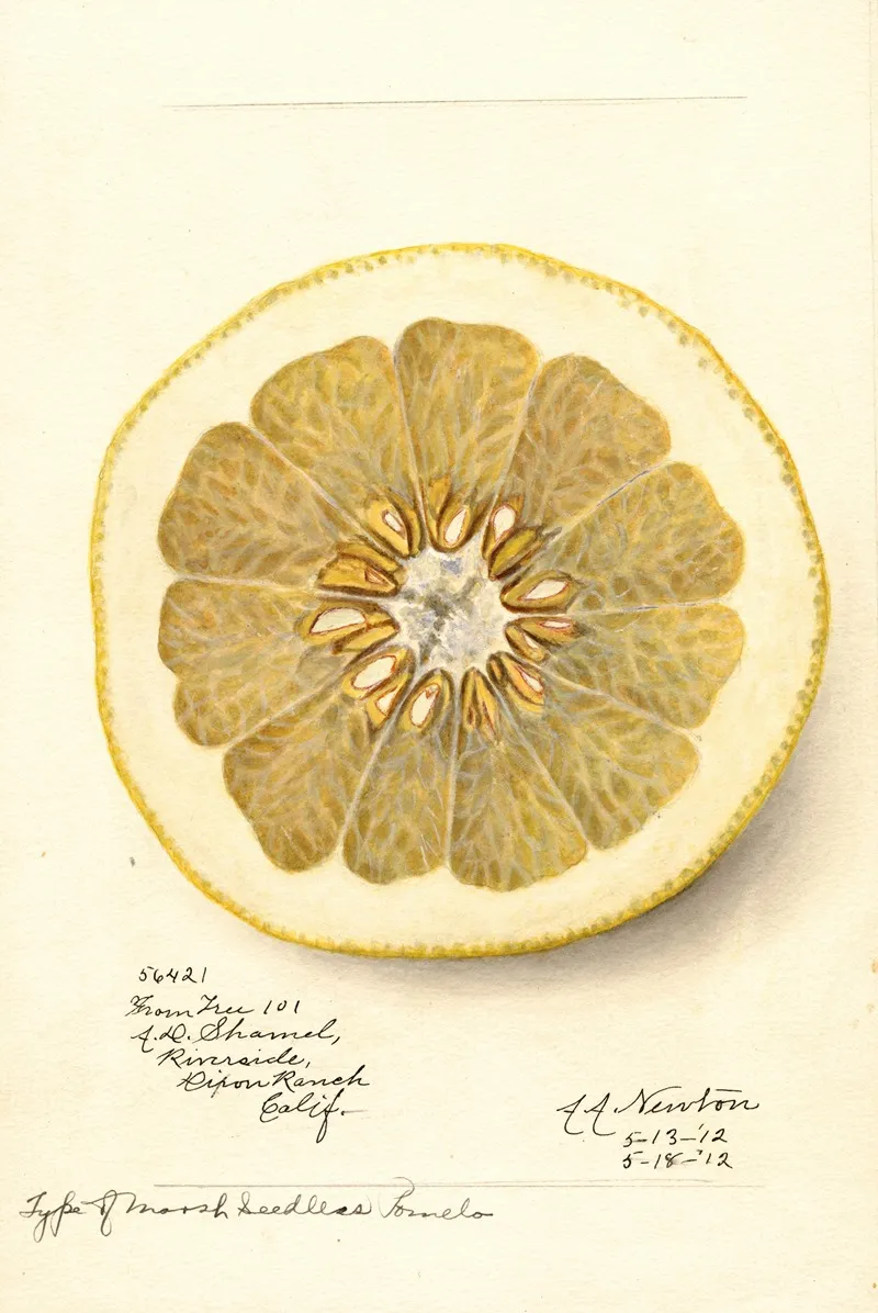 Citrus Paradisi Marsh Seedless