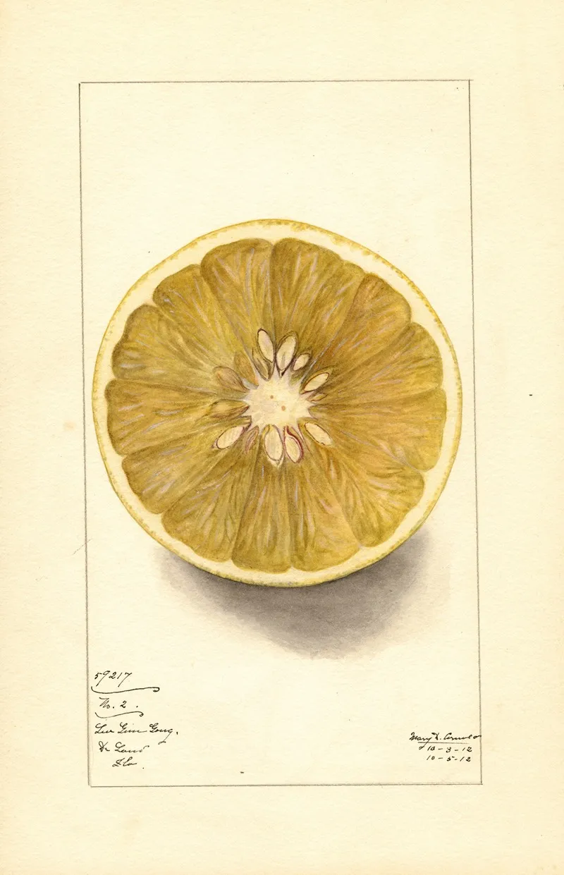 Citrus Paradisi No