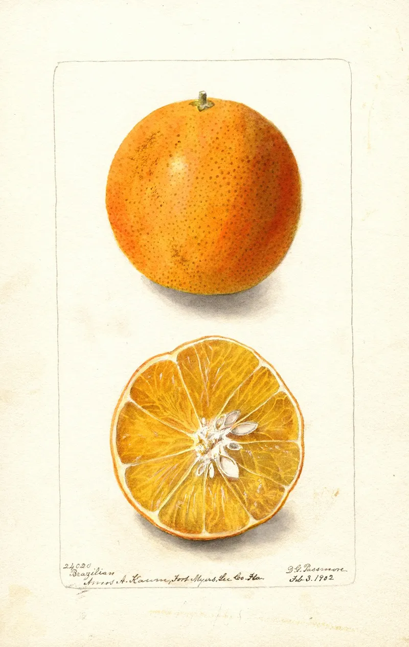 Citrus Sinensis Brazilian