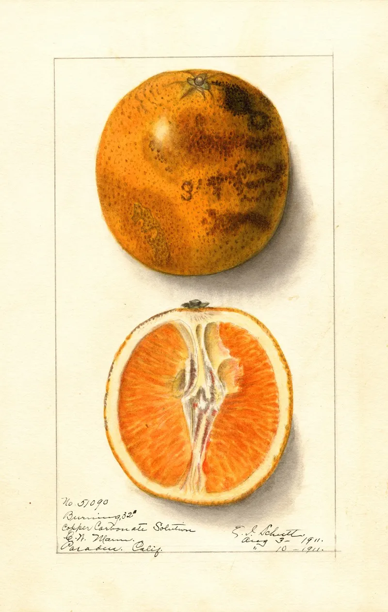 Citrus Sinensis Valencia 6