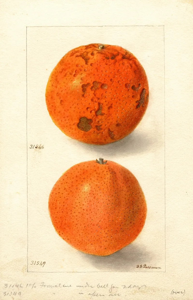 Citrus Sinensis Washington Navel 11