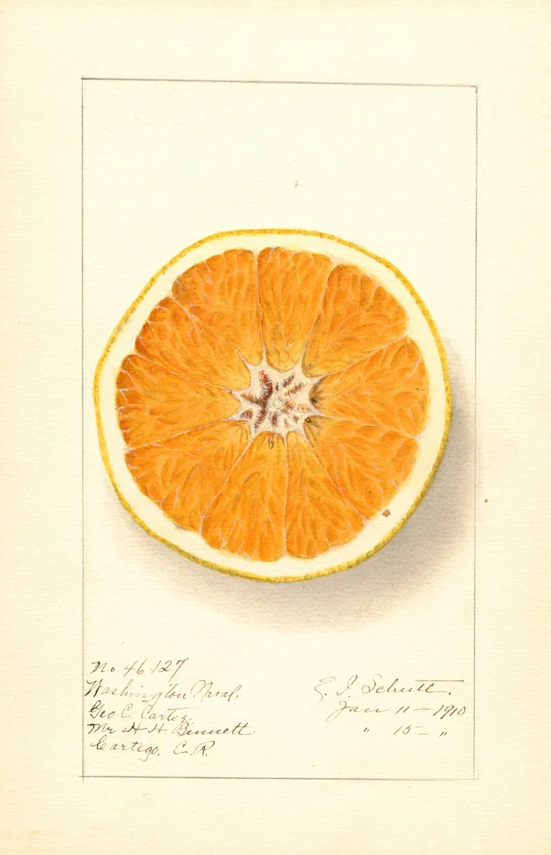 Citrus Sinensis Washington Navel 14