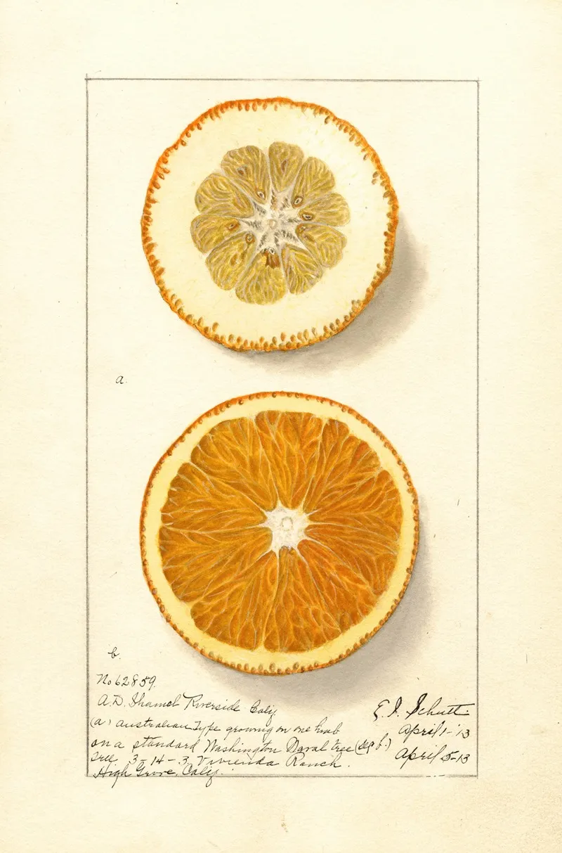 Citrus Sinensis Washington Navel 15