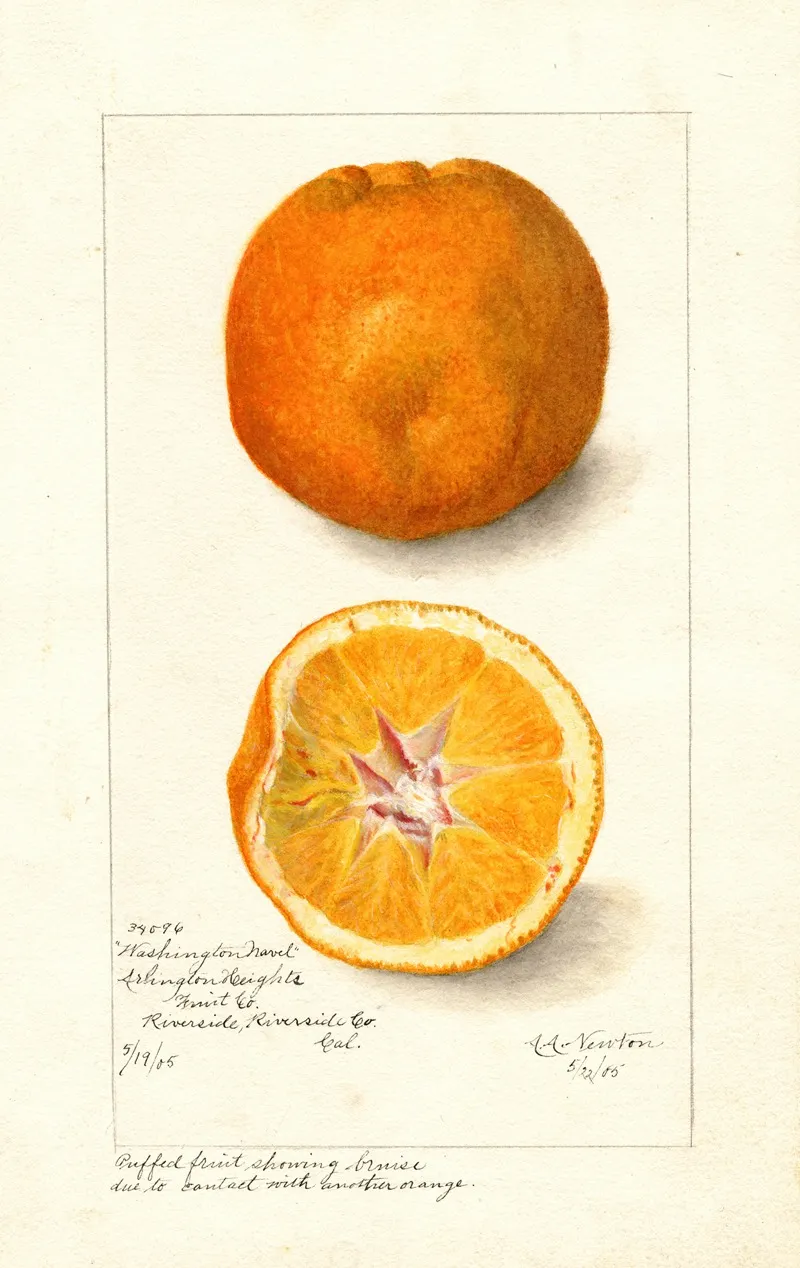 Citrus Sinensis Washington Navel 2