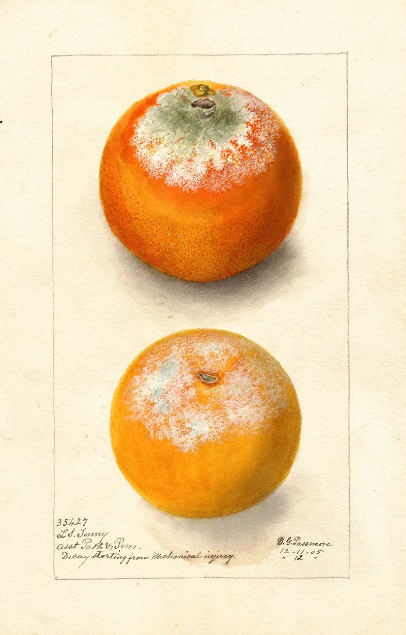 Citrus Sinensis by Deborah Griscom Passmore - Canvas Print