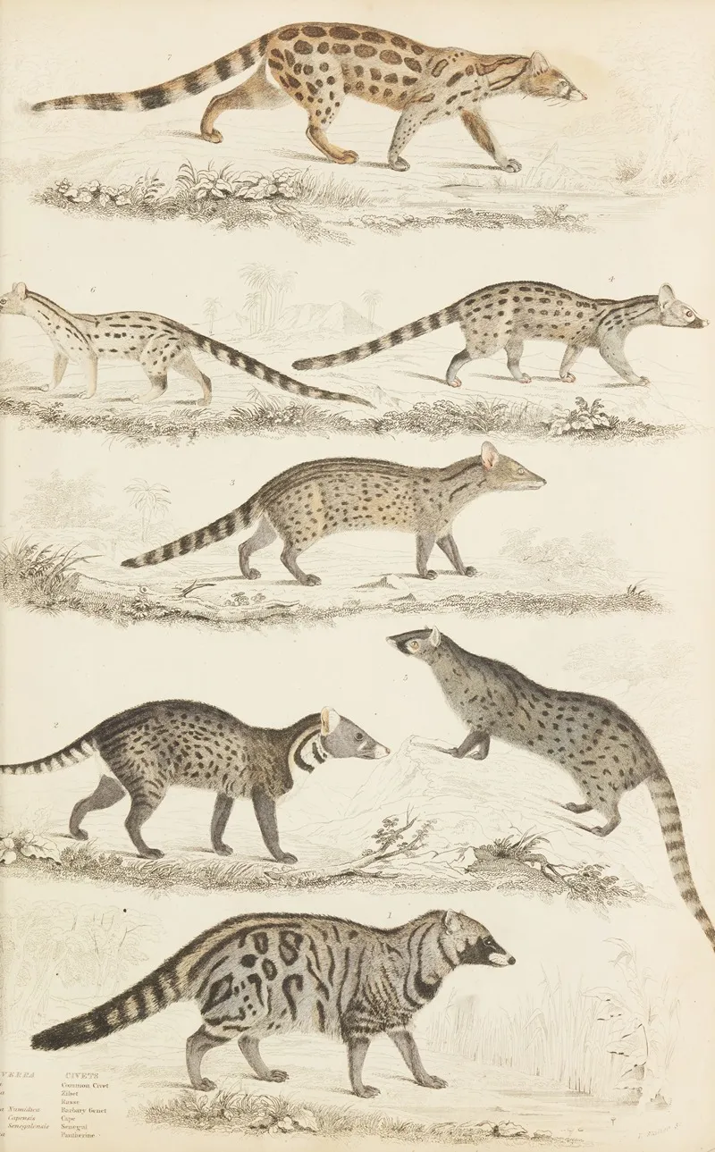 Civets 2 by William MacGillivray - Canvas Print