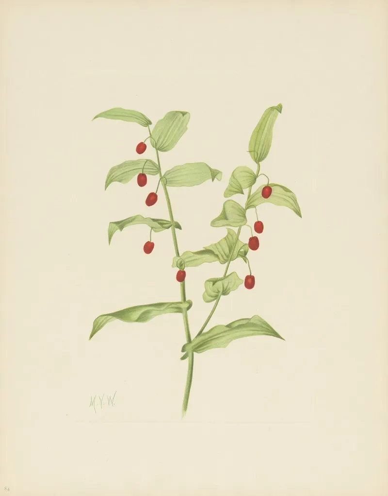 Clasping Twistedstalk Streptopus Amplexifolius 2