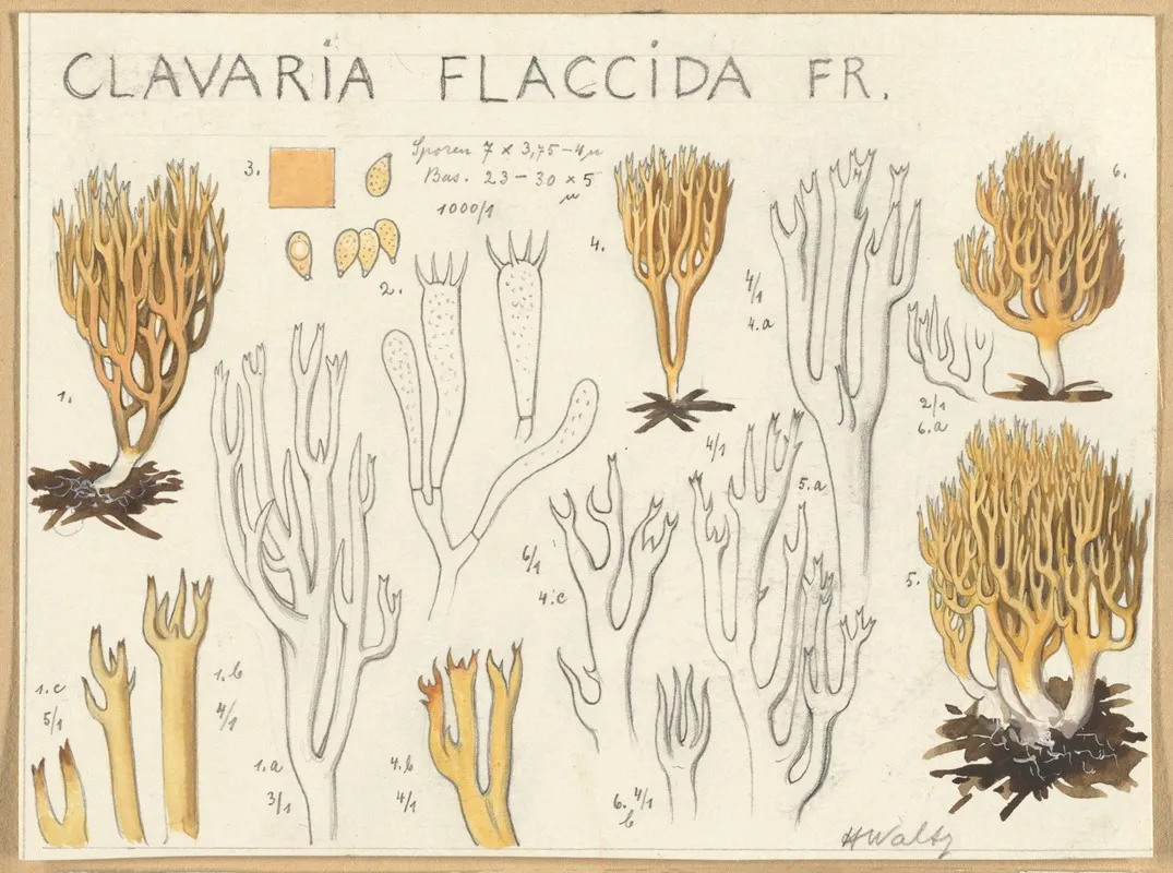 Clavaria Flaccida by Hans Walty - Canvas Print