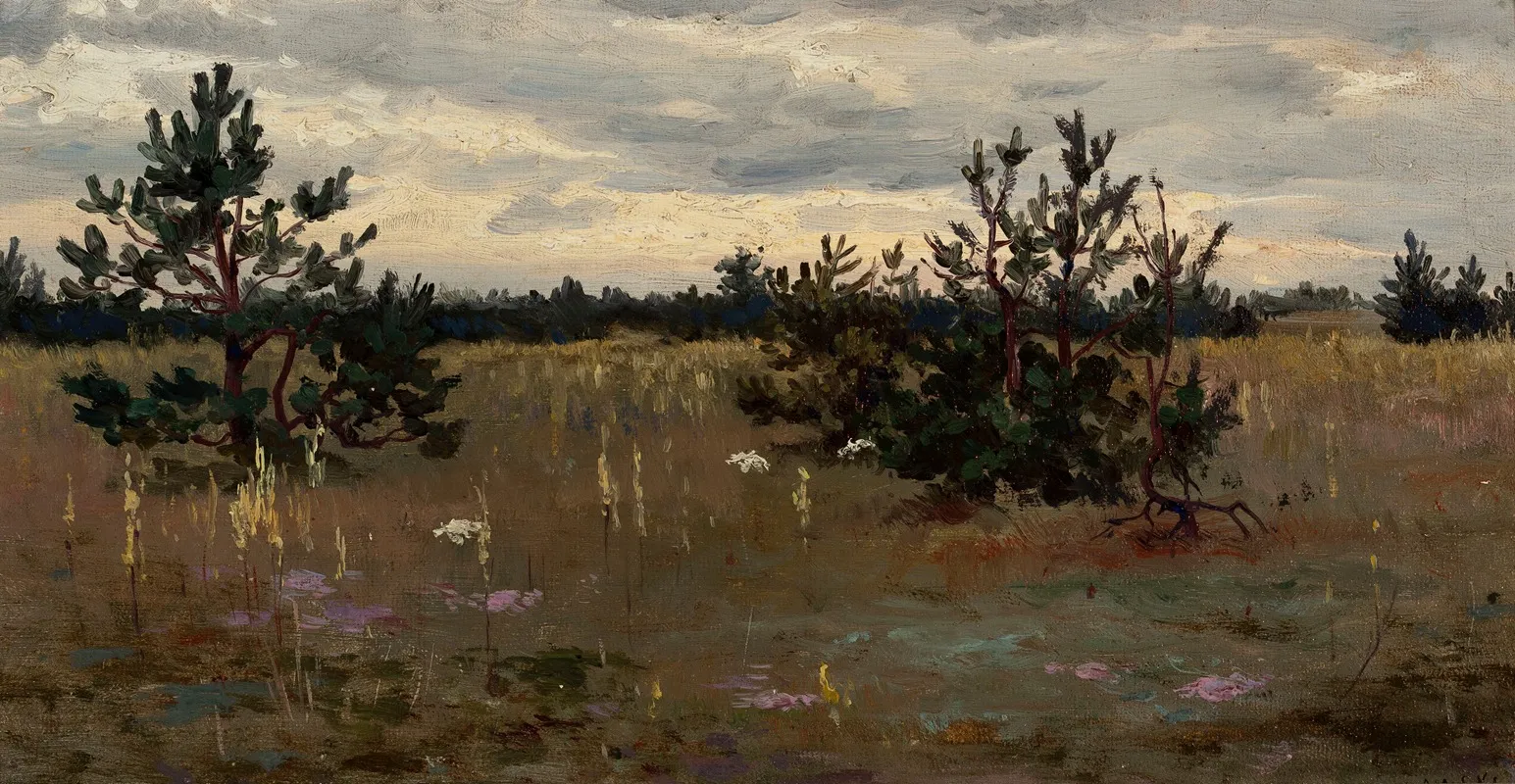 Clearing With Pine Trees