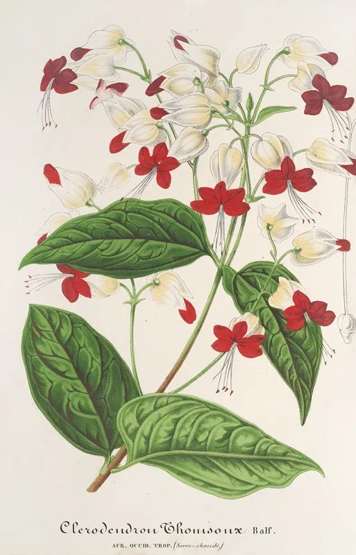 Clerodendrum Thomsonae