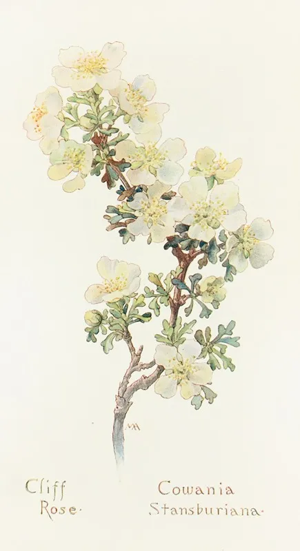 Cliff Rose by Margaret Armstrong - Canvas Print