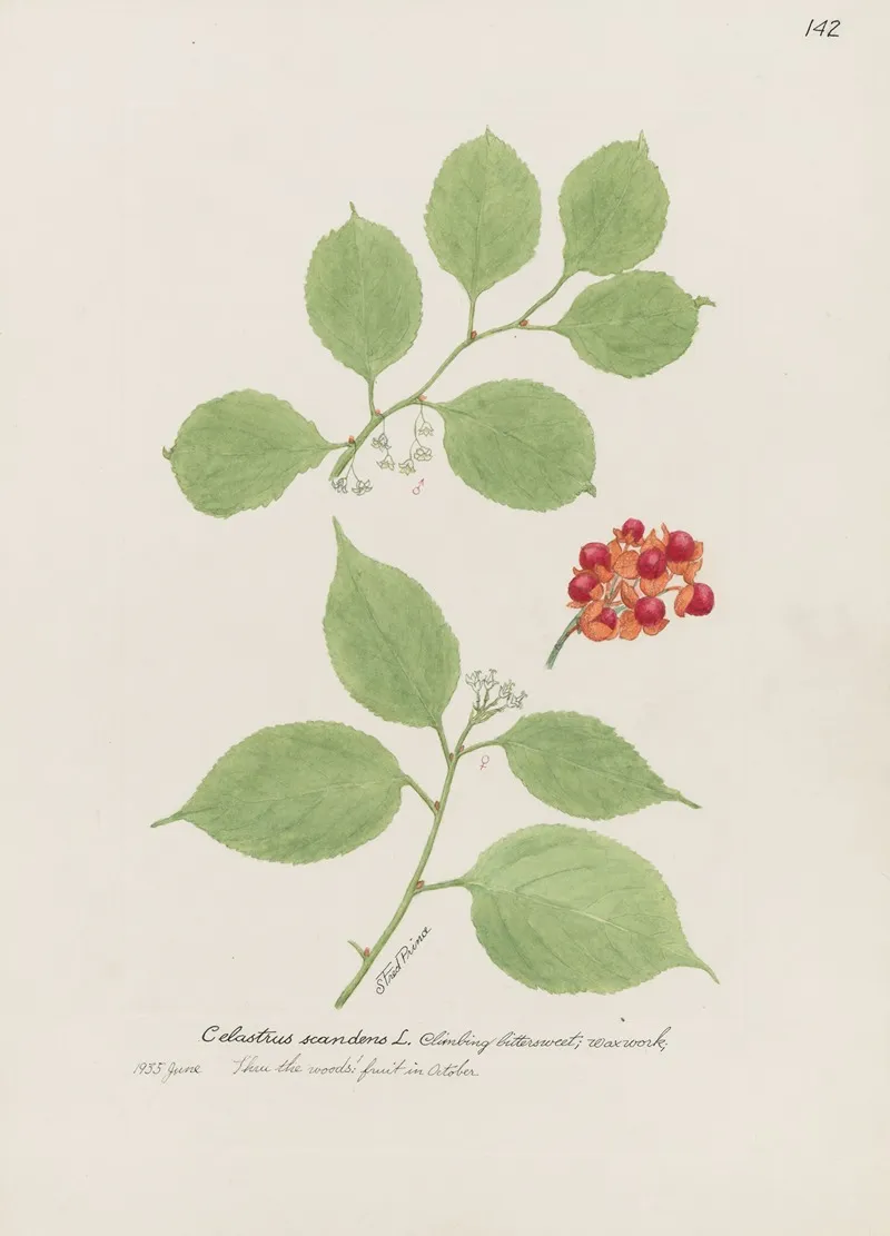 Climbing Bittersweet Waxwork by S. Fred Prince - Canvas Print