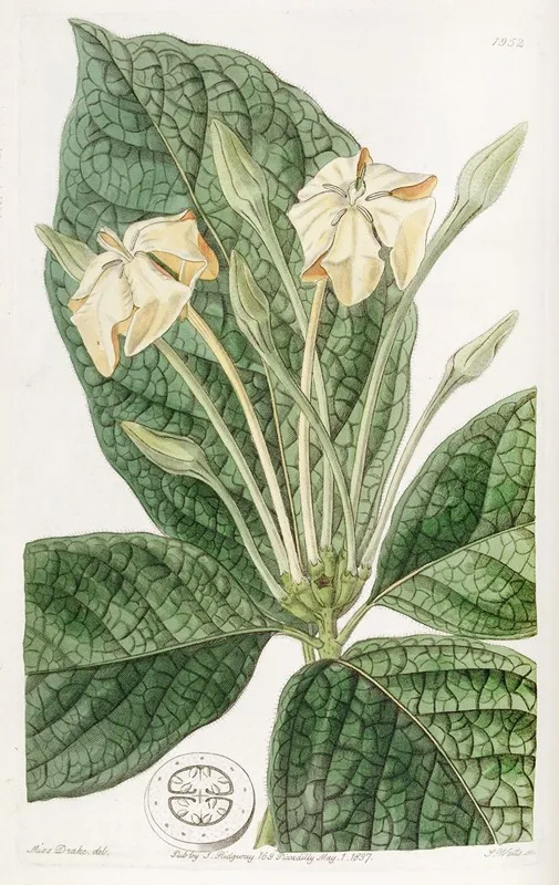 Cloth Leaved Gardenia