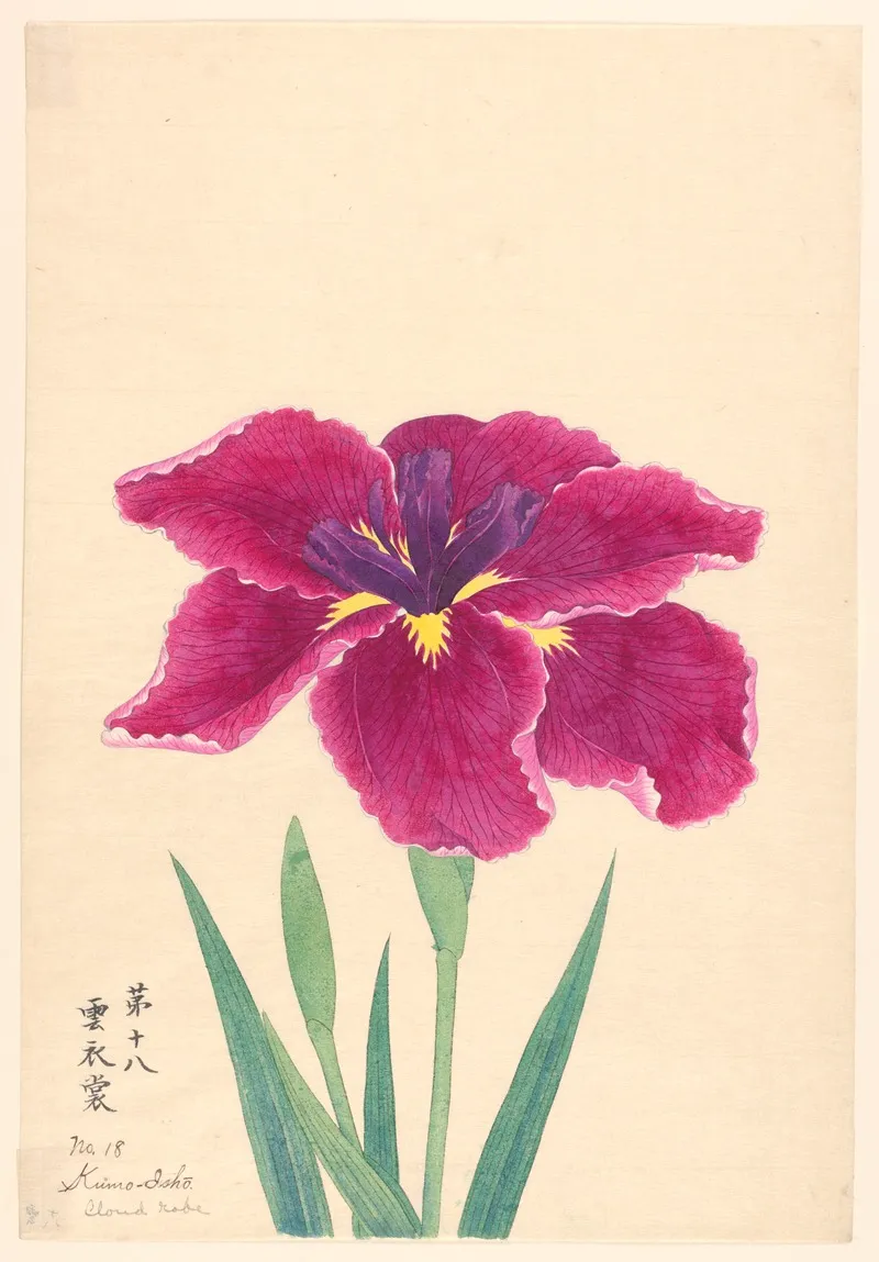 Cloud Robe Kumo Isho