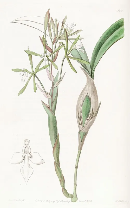 Club Stemmed Epidendrum