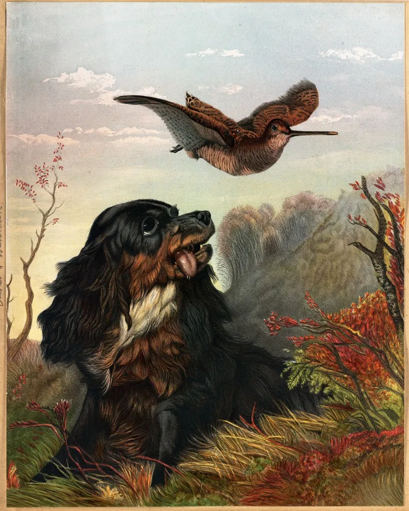 Cocker And Woodcock