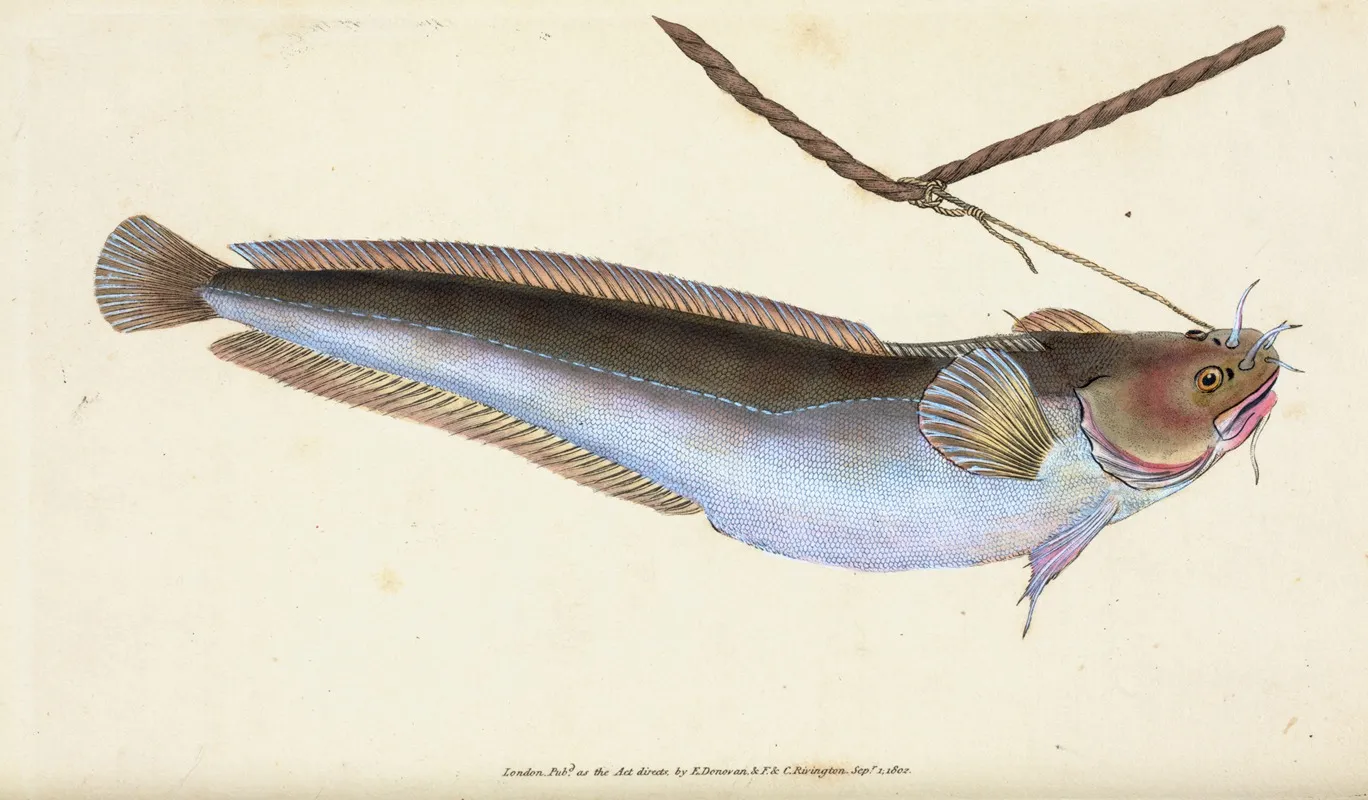 Cod Five Bearded Gadus Mustella by Edward Donovan - Canvas Print