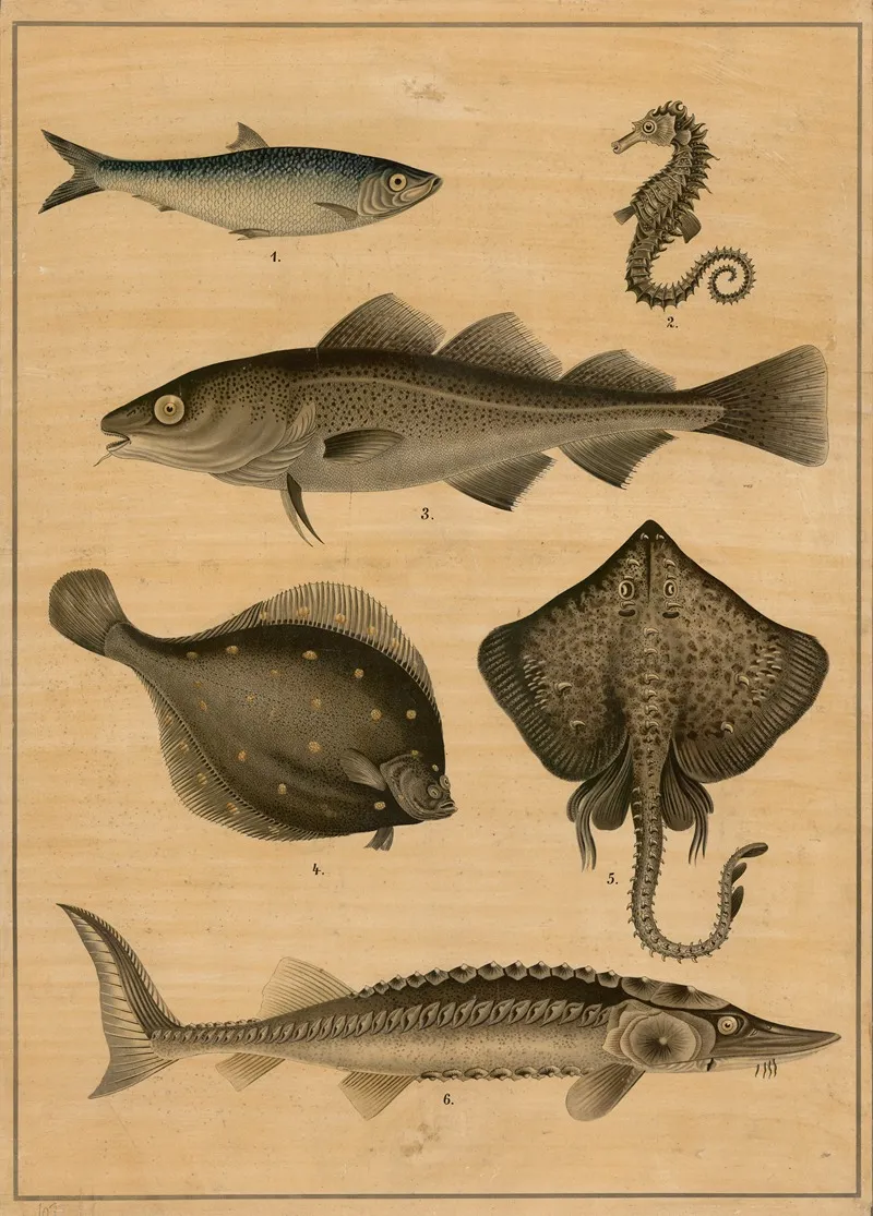 Cod Sturgeon Flatfish And Herring