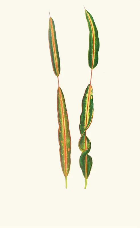 Codlaeum Interruptum