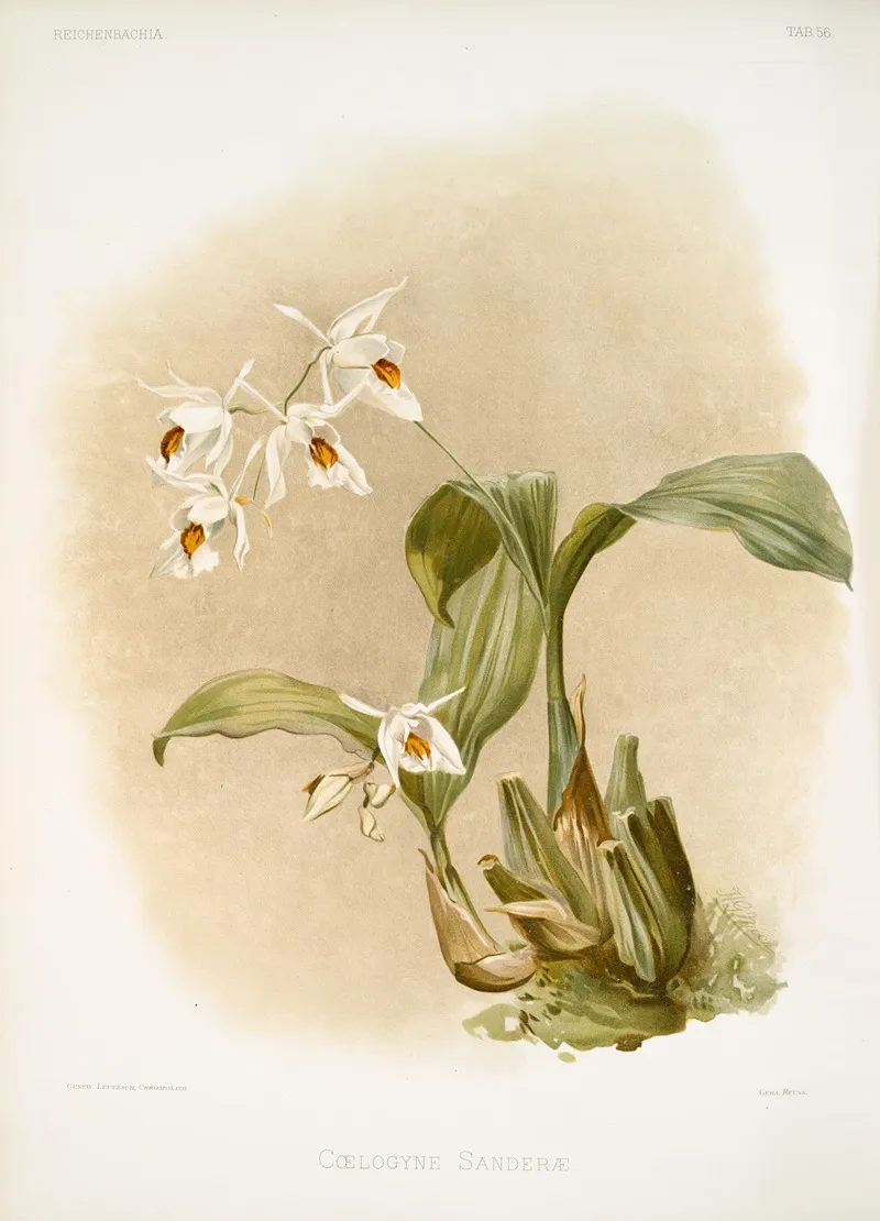 Coelogyne Sanderae by Frederick Sander - Canvas Print