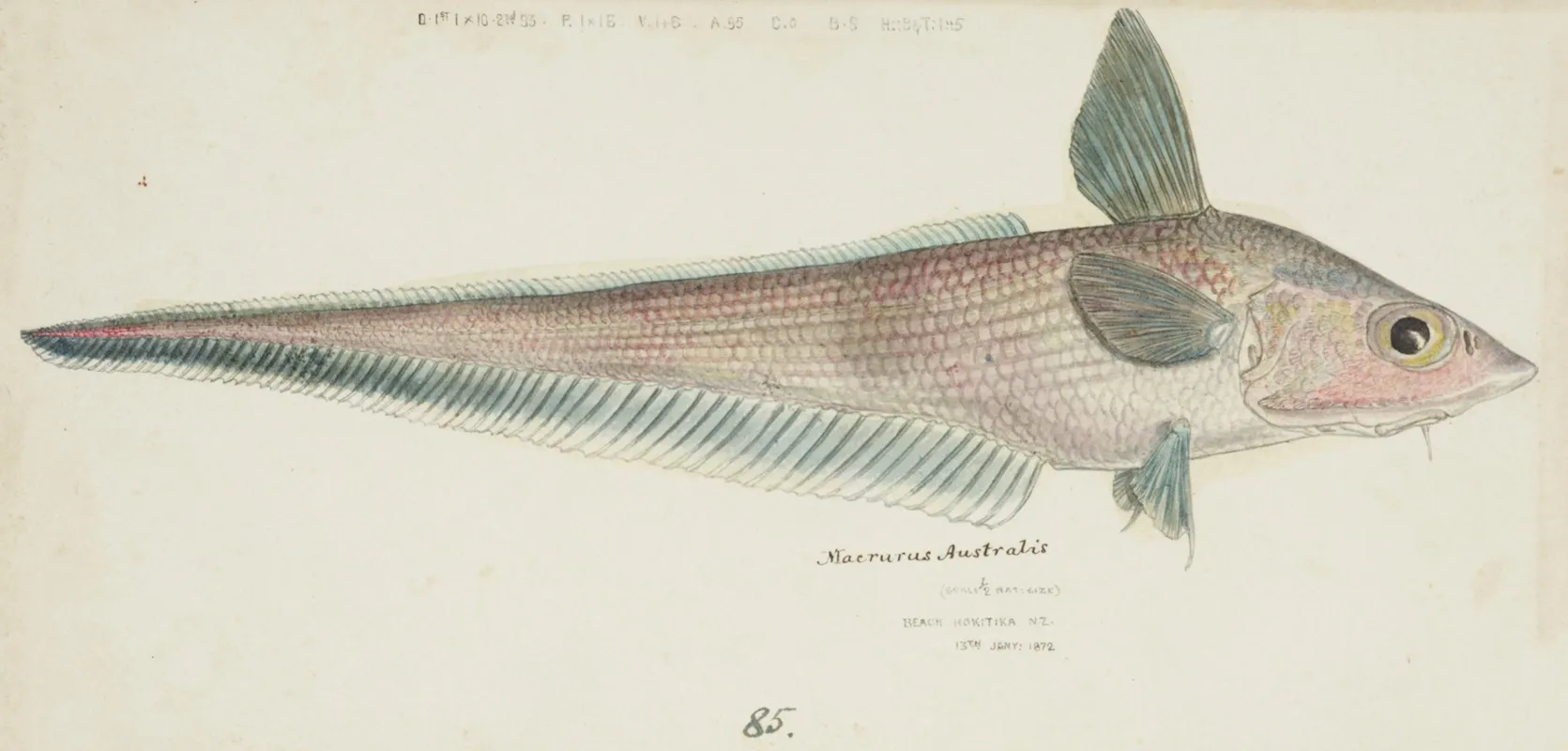 Coelorinchus Sp Nz Rattail