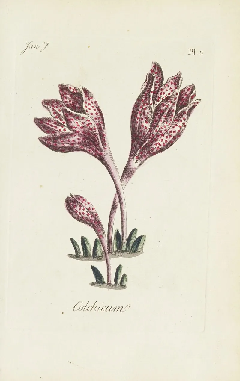 Colchicum by Carington Bowles - Canvas Print