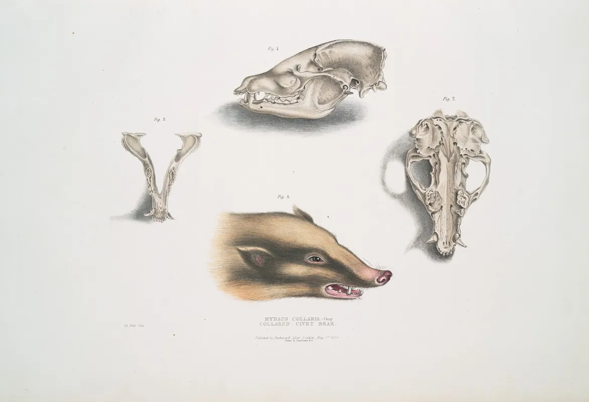 Collared Civet Bear Mydaus Collaris Skull And Head by John Edward Gray - Canvas Print