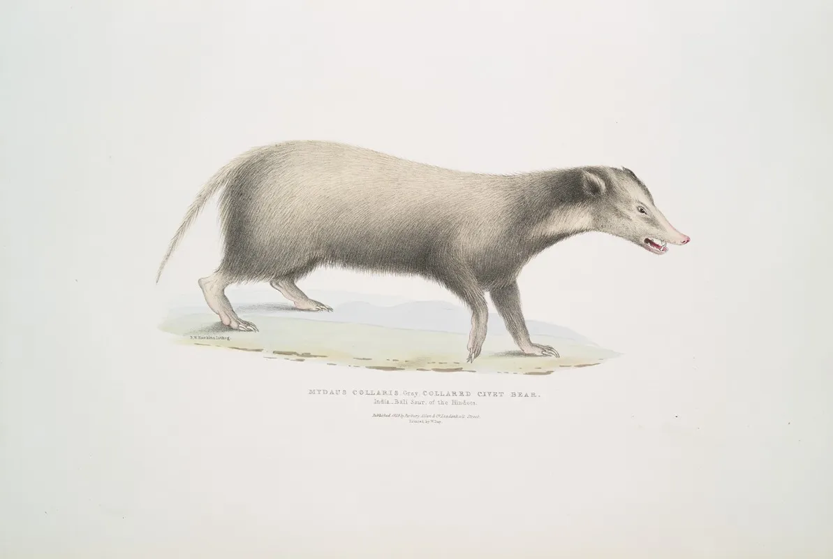 Collared Civet Bear Mydaus Collaris