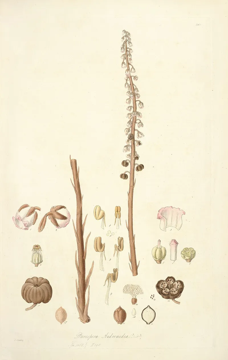 Collectanea Botanica Pl 05
