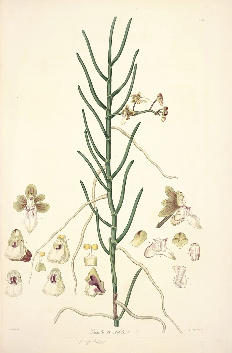 Collectanea Botanica Pl 06 by John Lindley - Canvas Print