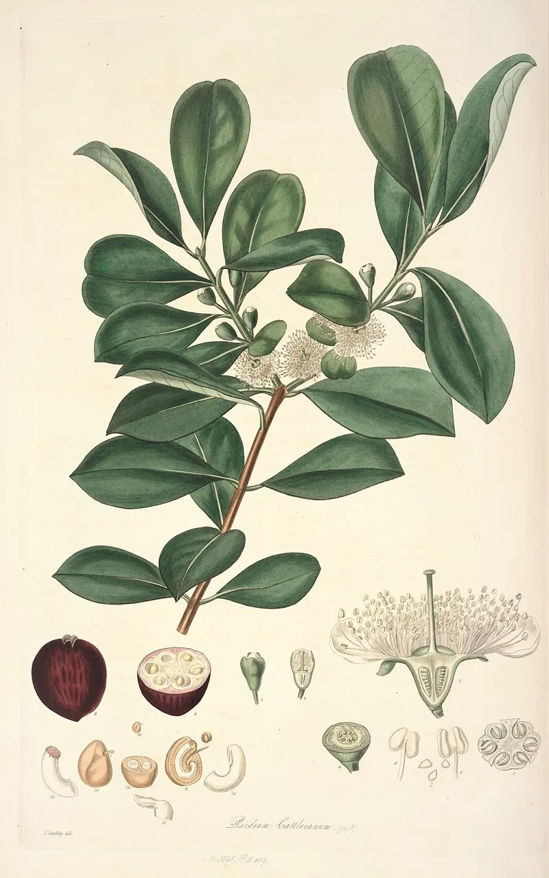 Collectanea Botanica Pl 16 by John Lindley - Canvas Print