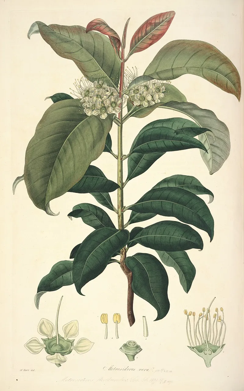 Collectanea Botanica Pl 18 by John Lindley - Canvas Print